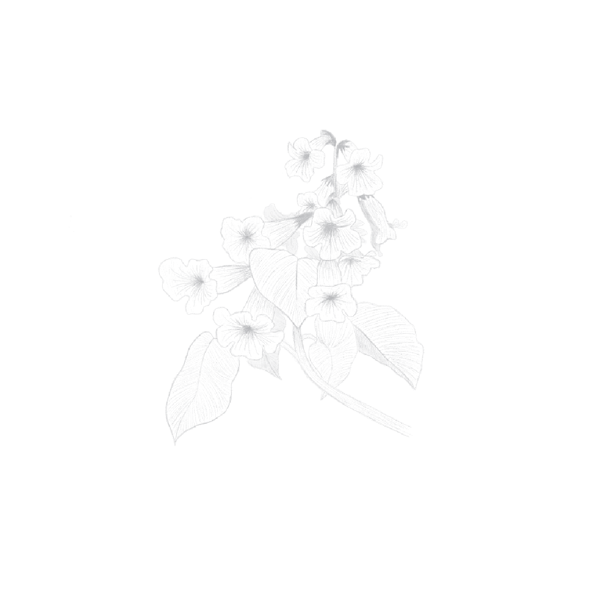 桐