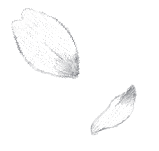 花イラスト