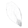 花びら