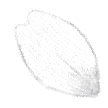 花びら